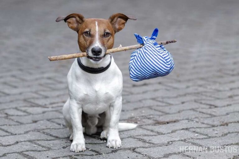 Dog free